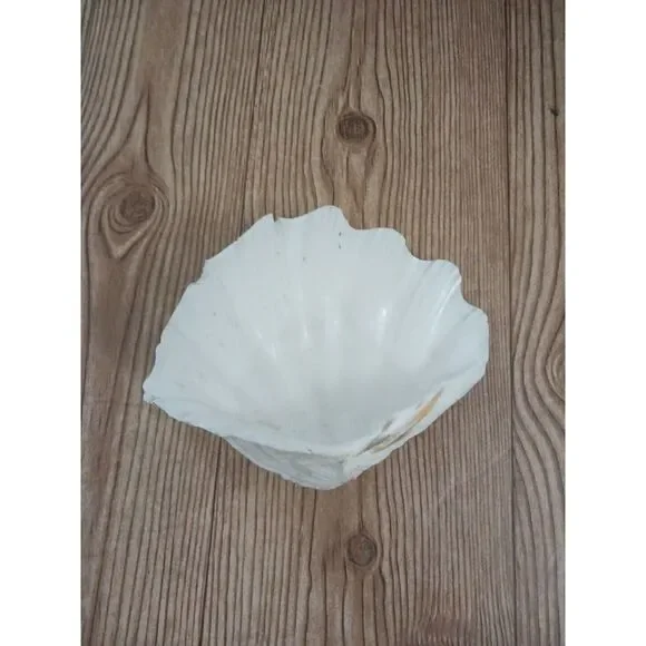 Large Clam‎ Shell - Picture 2 of 2